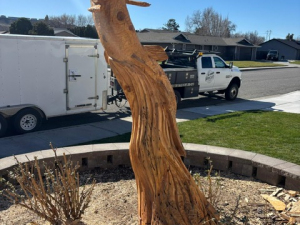 Salmon Jumping - Kennewick, WA