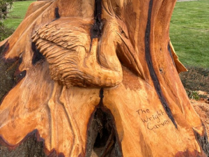 Hollow Wildlife Cedar Stump - Heron, Owl, Squirrel, Birds - Seattle, WA