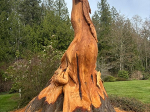 Hollow Wildlife Cedar Stump - Heron, Owl, Squirrel, Birds - Seattle, WA