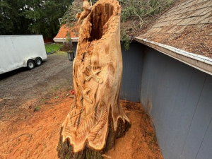 Hollow Wildlife Cedar Stump - Heron, Owl, Squirrel, Birds - Seattle, WA