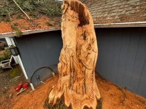 Hollow Wildlife Cedar Stump - Heron, Owl, Squirrel, Birds - Seattle, WA