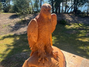 Eagle Perched with Salmon - Anderson Island, WA