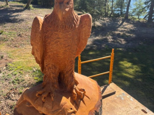 Eagle Perched with Salmon - Anderson Island, WA